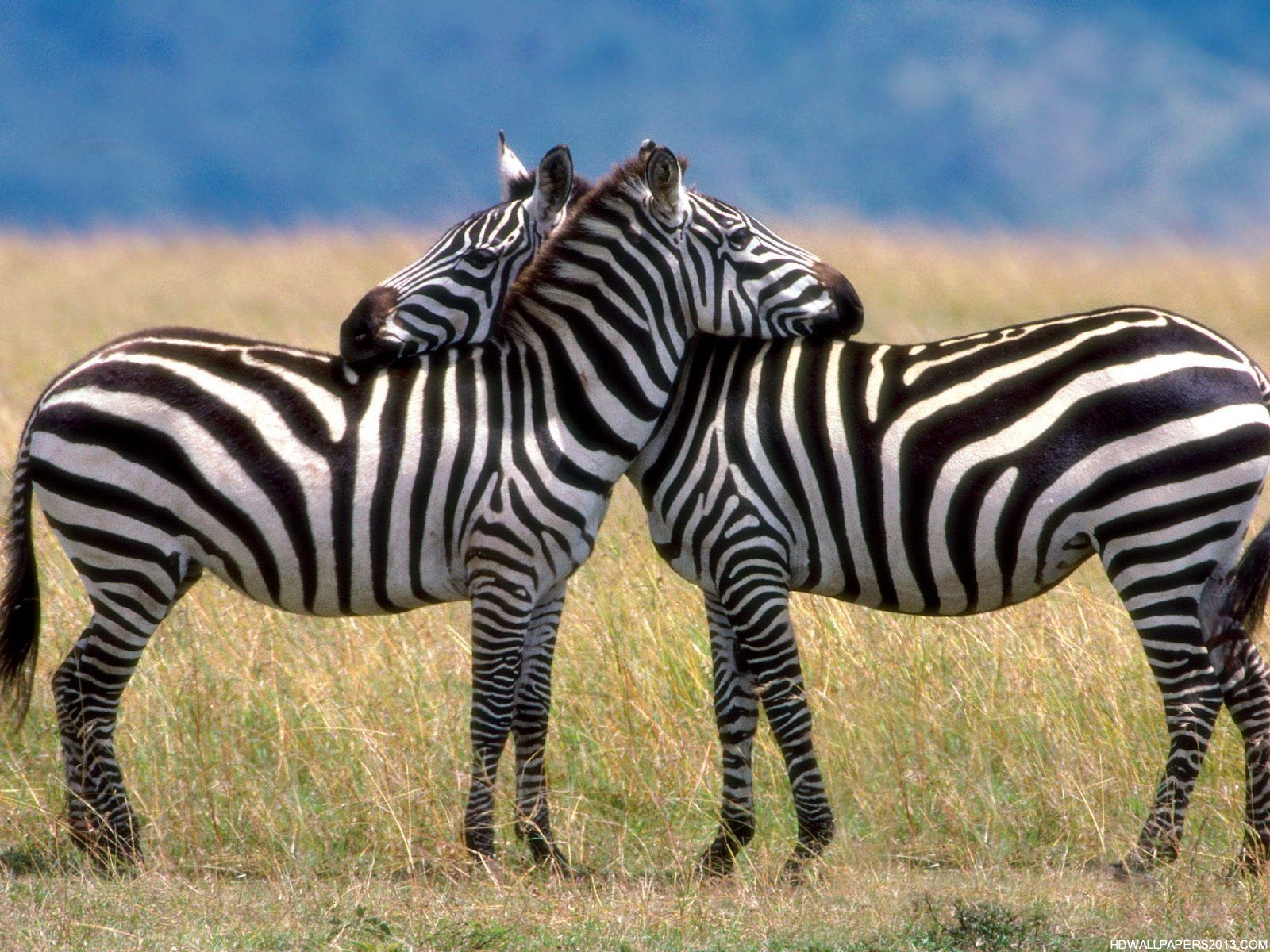 free zebra wallpaper hd