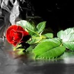 wonderful red rose wallpaper