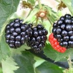 dark blackberry fruit wallpaper