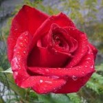 hd red rose wallpaper