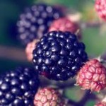 abstract blackberry fruit wallpaper