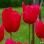 pink red flower picture