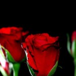 sweet red rose wallpaper