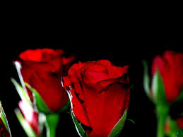 sweet red rose wallpaper