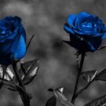 dark roses wallpaper hd