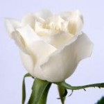 white roses wallpaper hd