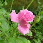 green pink rose wallpaper