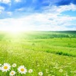 grass free spring wallpaper