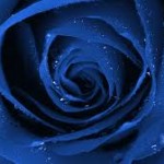 blue roses wallpaper hd