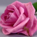 wonderful pink rose wallpaper