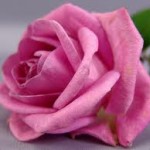 dark pink rose wallpaper