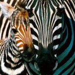 top zebra wallpaper hd