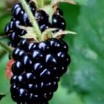 3d blackberry fruit wallpaper