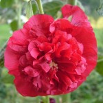 awesome red flower picture