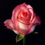 black background pink rose wallpaper