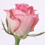 light pink rose wallpaper