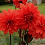 fractal red flower picture