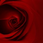 red rose background