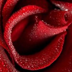 droplets red rose wallpaper