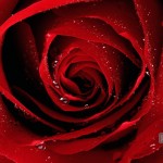dark red rose wallpaper