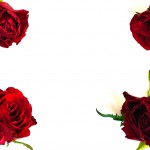 red rose background