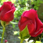 red free roses picture