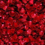 awesome free roses picture