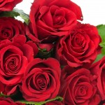 art free roses picture