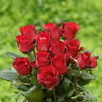 red free roses picture