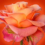 orange roses wallpaper hd