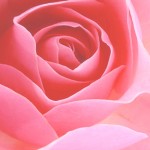 pink rose background