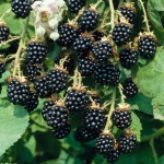 tumblr blackberry fruit wallpaper