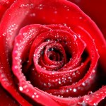 drops on red free roses picture