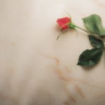 widescreen rose background