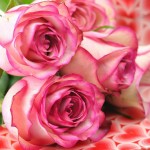 pink free roses picture