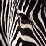 sweet zebra wallpaper hd