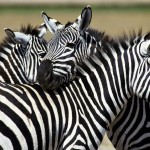 amazing zebra wallpaper hd