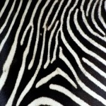 print zebra wallpaper hd