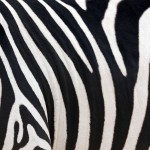 print zebra wallpaper hd