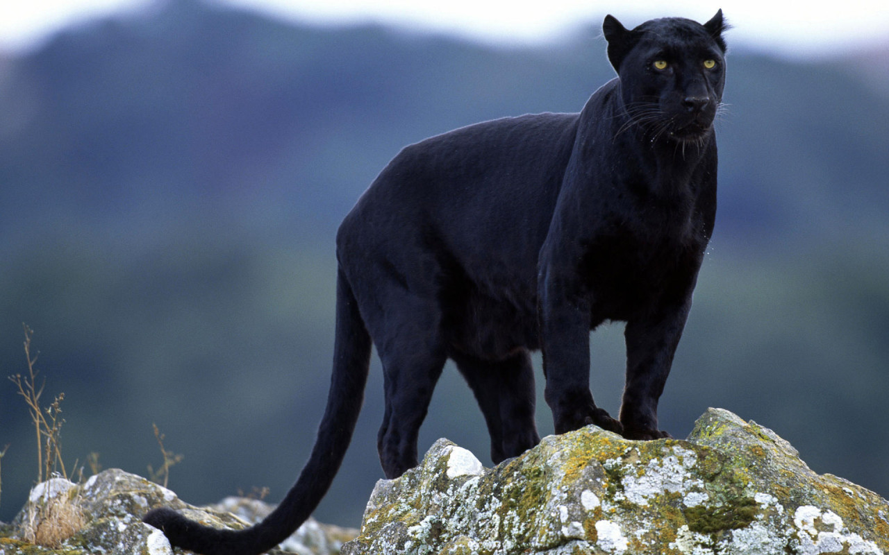 wonderful black panther picture