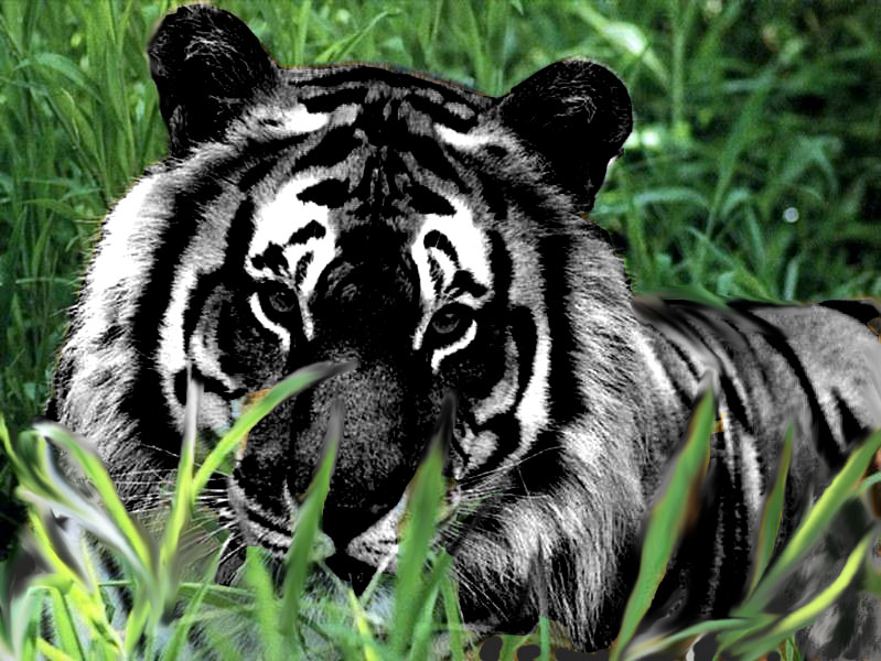 white and black tiger wallpaper