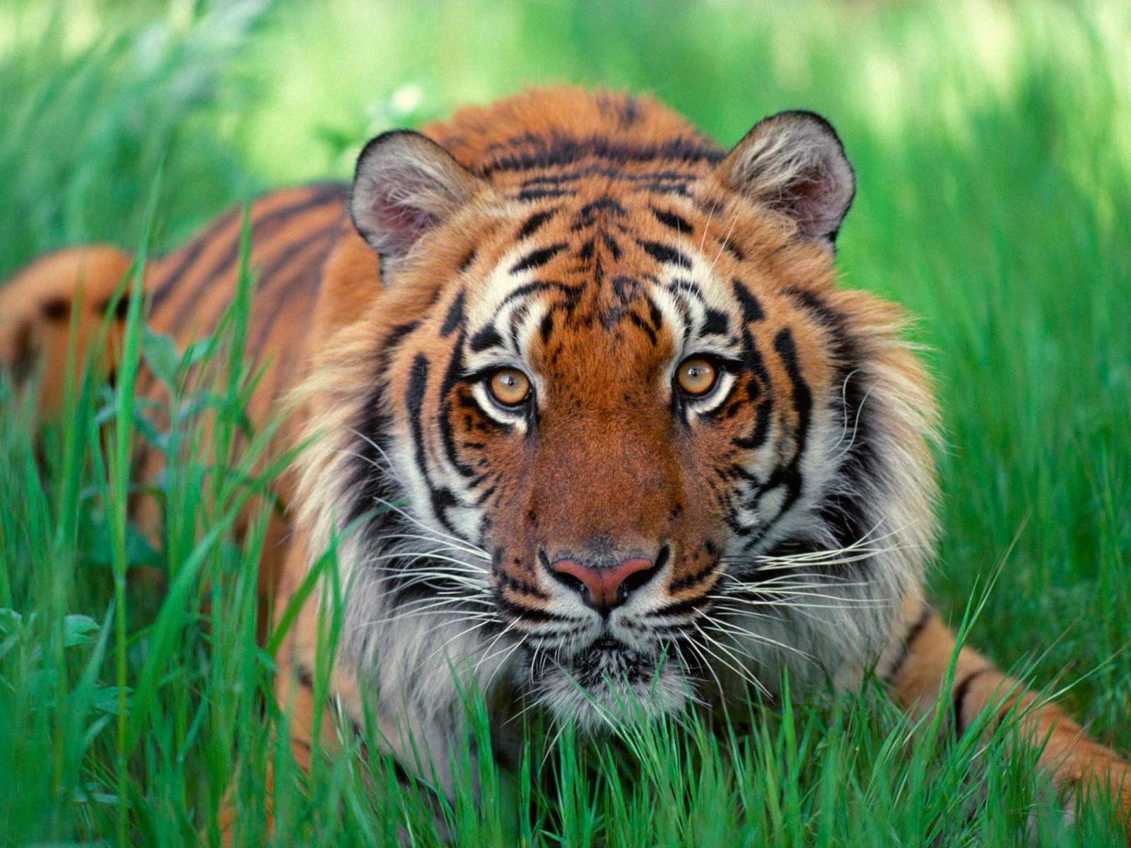 Tiger-Desktop-HD-Wallpapers-Download-www