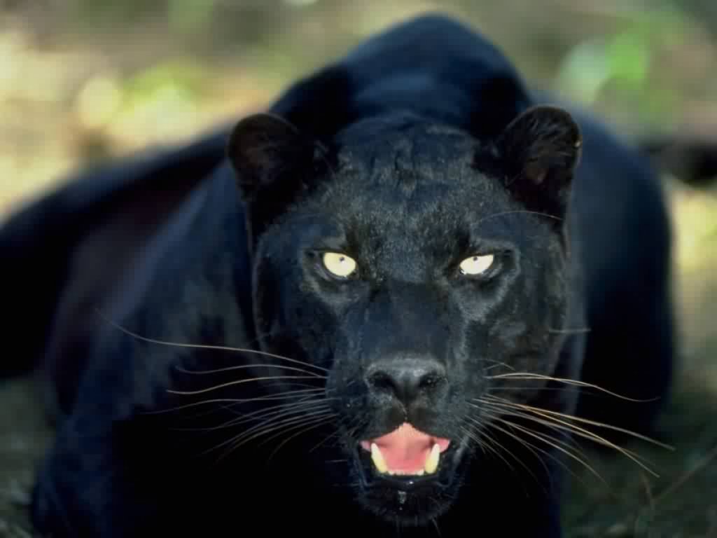 danger black panther picture