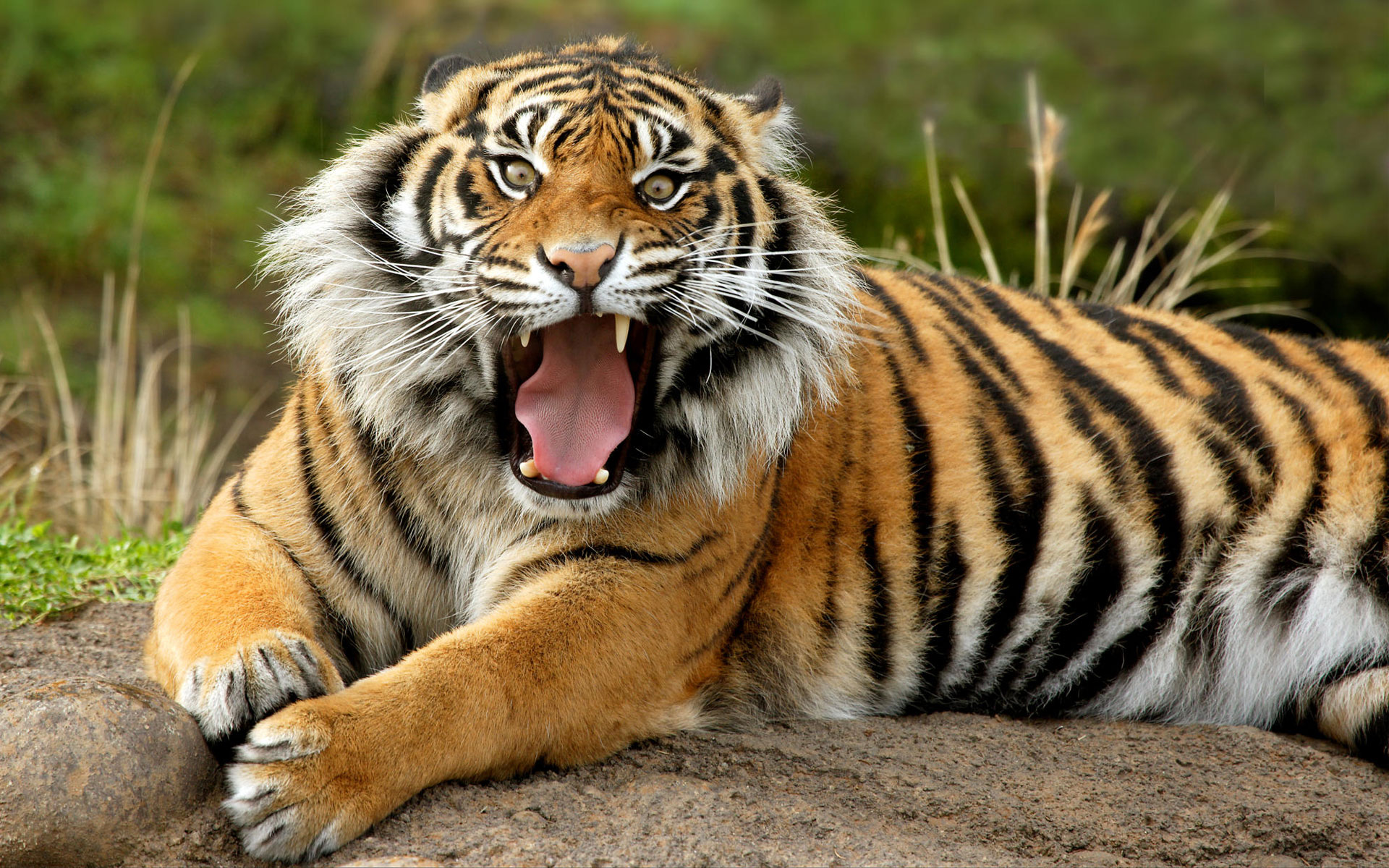 best tiger photo hd
