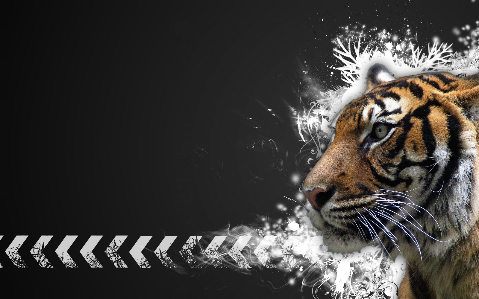 great tiger photo hd