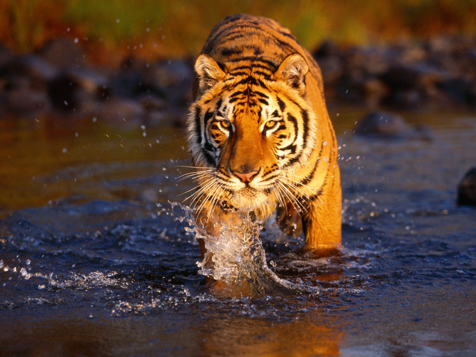 nice tiger photo hd