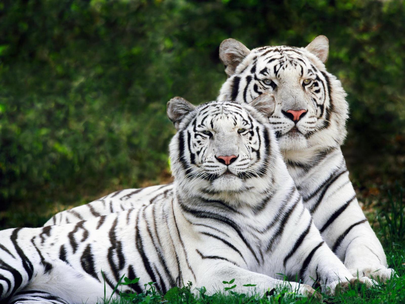 lovely tiger photo hd