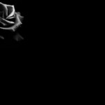 super black rose background