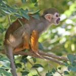 top spider monkey picture