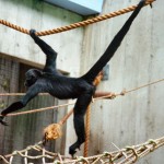 great spider monkey picture